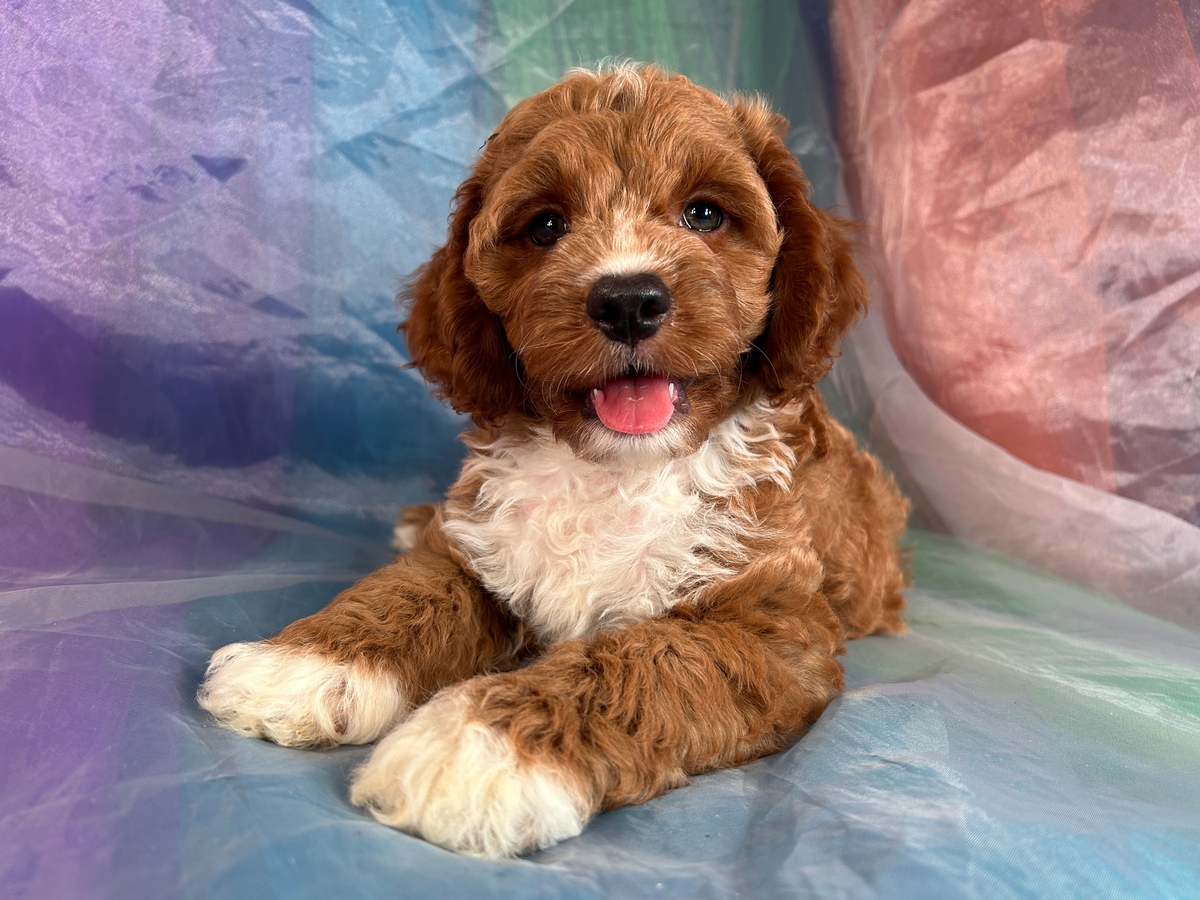 Male Cockapoo Puppy for Sale DOB 6-23-2023 $1200